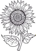 وکتور برداری گل آفتابگردان همراه با رنگ آمیزی و نقاشی