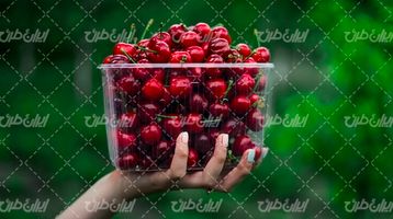تصویر با کیفیت گیلاس همراه با میوه و ظرف پلاستیکی میوه