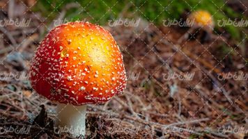 تصویر با کیفیت قارچ همراه با منظره و طبیعت