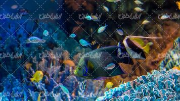 تصویر با کیفیت آکواریوم همراه با ماهی تزئینی و منظره زیر آب