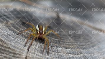 تصویر با کیفیت عنکبوت همراه با تار عنکبوت و حشره