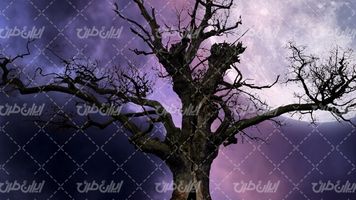 تصویر با کیفیت فصل درخت همراه با آسمان ابری و ماه درخشان
