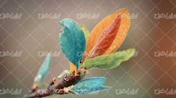 تصویر با کیفیت برگ رنگی درخت همراه با فصل پاییز و طبیعت