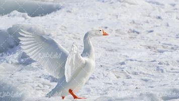 تصویر با کیفیت پرنده سفید همراه با فصل زمستان و غاز سفید