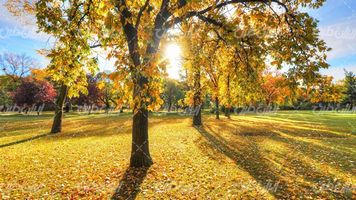 تصویر با کیفیت منظره زیبای فصل پاییز همراه با چشم انداز پاییز و برگ زرد درختان