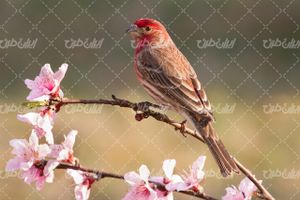 تصویر با کیفیت پرنده همراه با شکوفه بهاری و حیات وحش