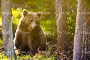 تصویر با کیفیت خرس قهوه ای همراه با جنگل و حیات وحش