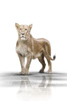 تصویر با کیفیت شیر جنگل همراه با باغ وحش و حیات وحش
