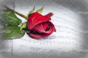 تصویر با کیفیت دسته گل رز قرمز همراه با گل رز و گل طبیعی