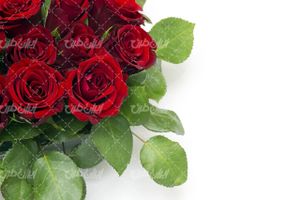 تصویر با کیفیت دسته گل طبیعی همراه با گل رز و گل طبیعی