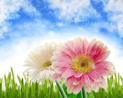 تصویر با کیفیت فصل بهار و گل بهاری و آسمان آبی