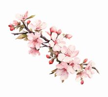 وکتور برداری شکوفه بهاری همراه با فصل بهار و شکوفه درخت