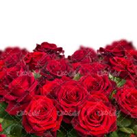 تصویر با کیفیت دسته گل رز طبیعی قرمز همراه با گلفروشی و دسته گل