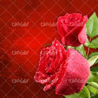 تصویر با کیفیت شاخه گل رز طبیعی قرمز همراه با گل زیبا و گل رز