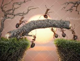 تصویر با کیفیت مورچه همراه با همکاری مورچه ها و کار تیمی