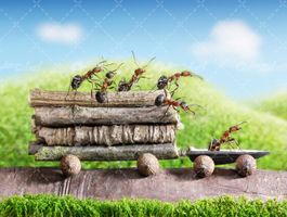 تصویر با کیفیت مورچه همراه با همکاری مورچه ها و کار تیمی