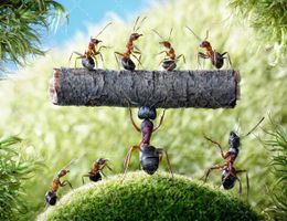 تصویر با کیفیت کار گروهی همراه با همکاری مورچه ها و کار تیمی