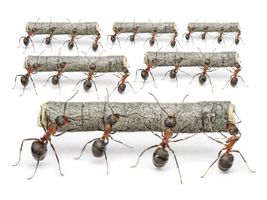 تصویر با کیفیت کار گروهی مورچه ها همراه با همکاری مورچه ها و کار تیمی