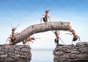 تصویر با کیفیت کار گروهی مورچه ها همراه با همکاری مورچه ها و کار تیمی