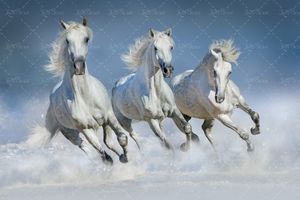 اسب طبیعت برف زمستان منظره چشم انداز