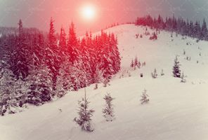 طبیعت زمستان و برف در جنگل