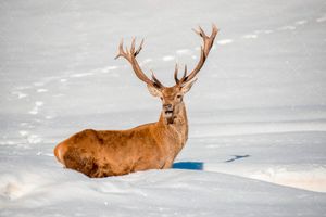 گوزن در برف فصل زمستان حیوان شاخدار