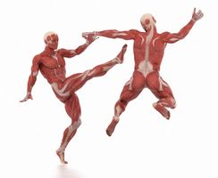 آناتومی بدن اسکلت اندام بدن ورزشکار عضله ورزش های رزمی