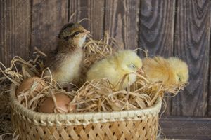 تخم مرغ جوجه تولید جوجه تولیدی تخم مرغ سبد