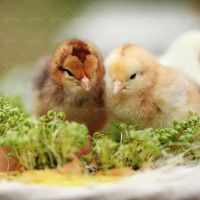 سبد تخم مرغ محلی تولید جوجه لانه مرغ سبزه