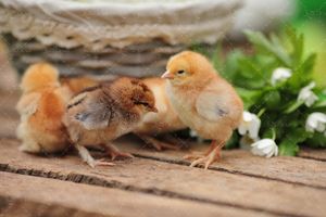 سبد تخم مرغ محلی تولید جوجه لانه مرغ سبزه1