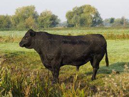 گاو سیاه گاو مشکی گوشت قرمز قصابی دامداری