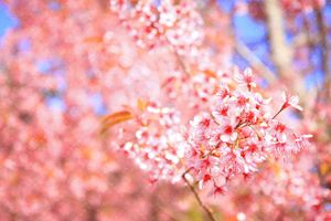 شکوفه بهاری بهار شکوفه سفید و قرمز