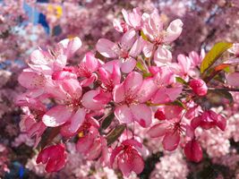 شکوفه های زیبا ی صورتی بهاری