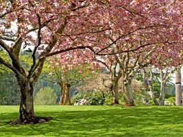 شکوفه های بهاری و درختان سرسبز