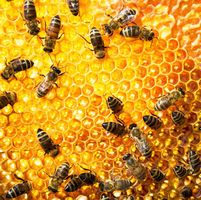عسل زنبور عسل عسل طبیعی