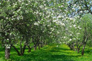 باغ میوه شکوفه های بهاری