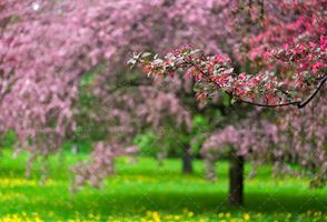 منظره ی درخت در فصل بهار شکوفه
