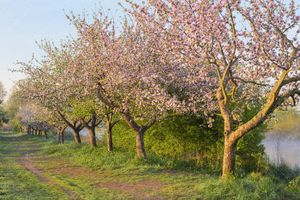شکوفه های بهاری و درختان پرشکوفه