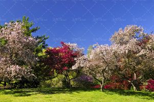 شکوفه های بهاری و درختان سرسبز