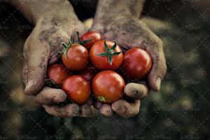جمع آوری گوجه فرنگی با دست کارگران