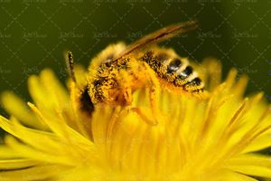 زنبور عسل گل و شهد گل