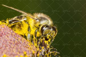زنبور عسل گل و شهد گل 4