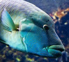 ماهی دریا آبزیان اعماق اقیانوس 23