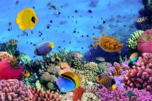 ماهی دریا آبزیان اعماق اقیانوس 28