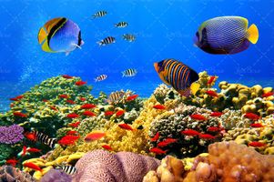 ماهی دریا آبزیان اعماق اقیانوس 30