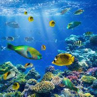ماهی دریا آبزیان اعماق اقیانوس 32