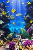 ماهی دریا آبزیان اعماق اقیانوس 33