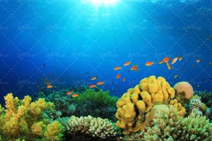 ماهی دریا آبزیان اعماق اقیانوس 34