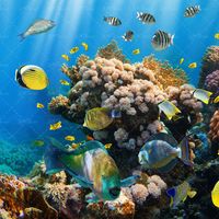 ماهی دریا آبزیان اعماق اقیانوس 36