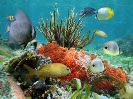 ماهی دریا آبزیان اعماق اقیانوس 37